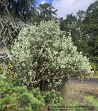 Trees ~ Arctostaphylos manzanita 'Blue Tip' ~ Dancing Oaks Nursery and Gardens ~ Retail Nursery ~ Mail Order Nursery
