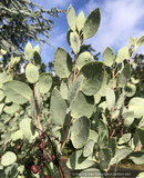 Trees ~ Arctostaphylos manzanita 'Blue Tip' ~ Dancing Oaks Nursery and Gardens ~ Retail Nursery ~ Mail Order Nursery