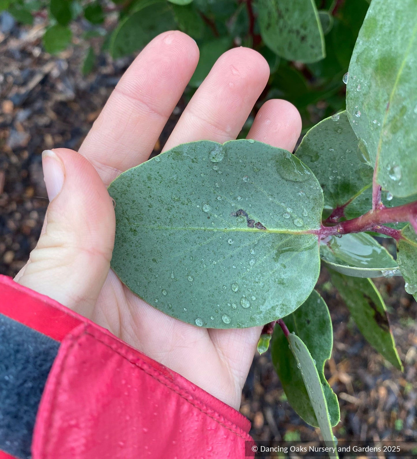 Shrubs ~ Arctostaphylos mewukka CA23-20, Me-Wuk Manzanita or Indian Manzanita ~ Dancing Oaks Nursery and Gardens ~ Retail Nursery ~ Mail Order Nursery