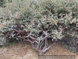 Shrubs ~ Arctostaphylos 'Lester Rowntree', Manzanita ~ Dancing Oaks Nursery and Gardens ~ Retail Nursery ~ Mail Order Nursery