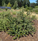 Shrubs ~ Arctostaphylos pajaroenis 'Brother James', Pajaro Manzanita ~ Dancing Oaks Nursery and Gardens ~ Retail Nursery ~ Mail Order Nursery