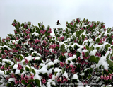 Arctostaphylos patula 'Siskiyou Pink', Manzanita