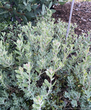 Arctostaphylos pumila 'Wavelength', Sandmat Manzanita