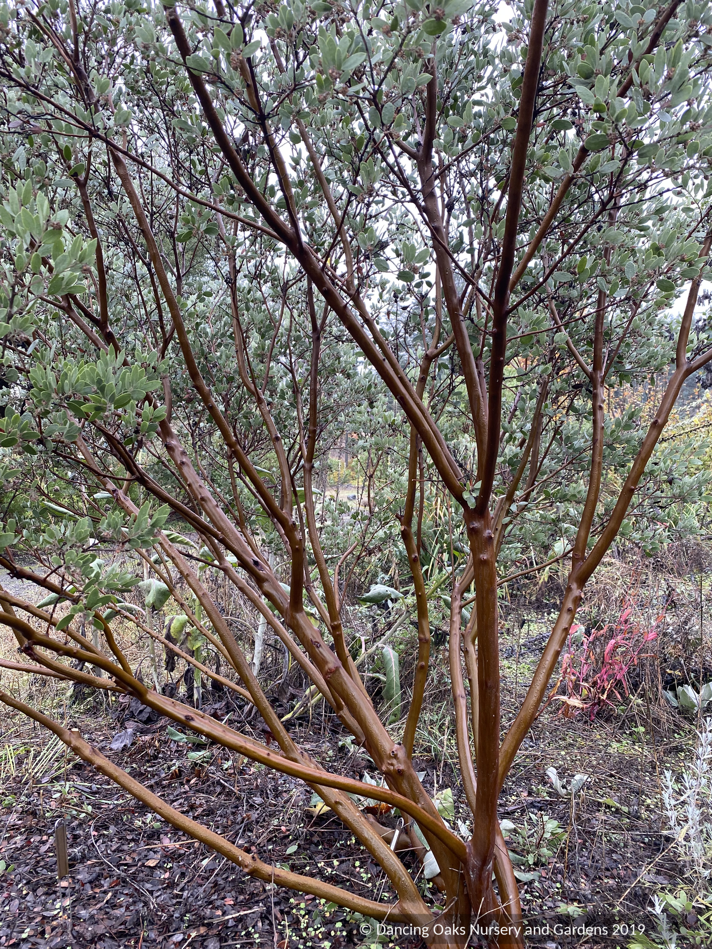 Shrubs ~ Arctostaphylos pungens, Pointleaf Manzanita ~ Dancing Oaks Nursery and Gardens ~ Retail Nursery ~ Mail Order Nursery