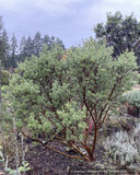 Shrubs ~ Arctostaphylos pungens, Pointleaf Manzanita ~ Dancing Oaks Nursery and Gardens ~ Retail Nursery ~ Mail Order Nursery