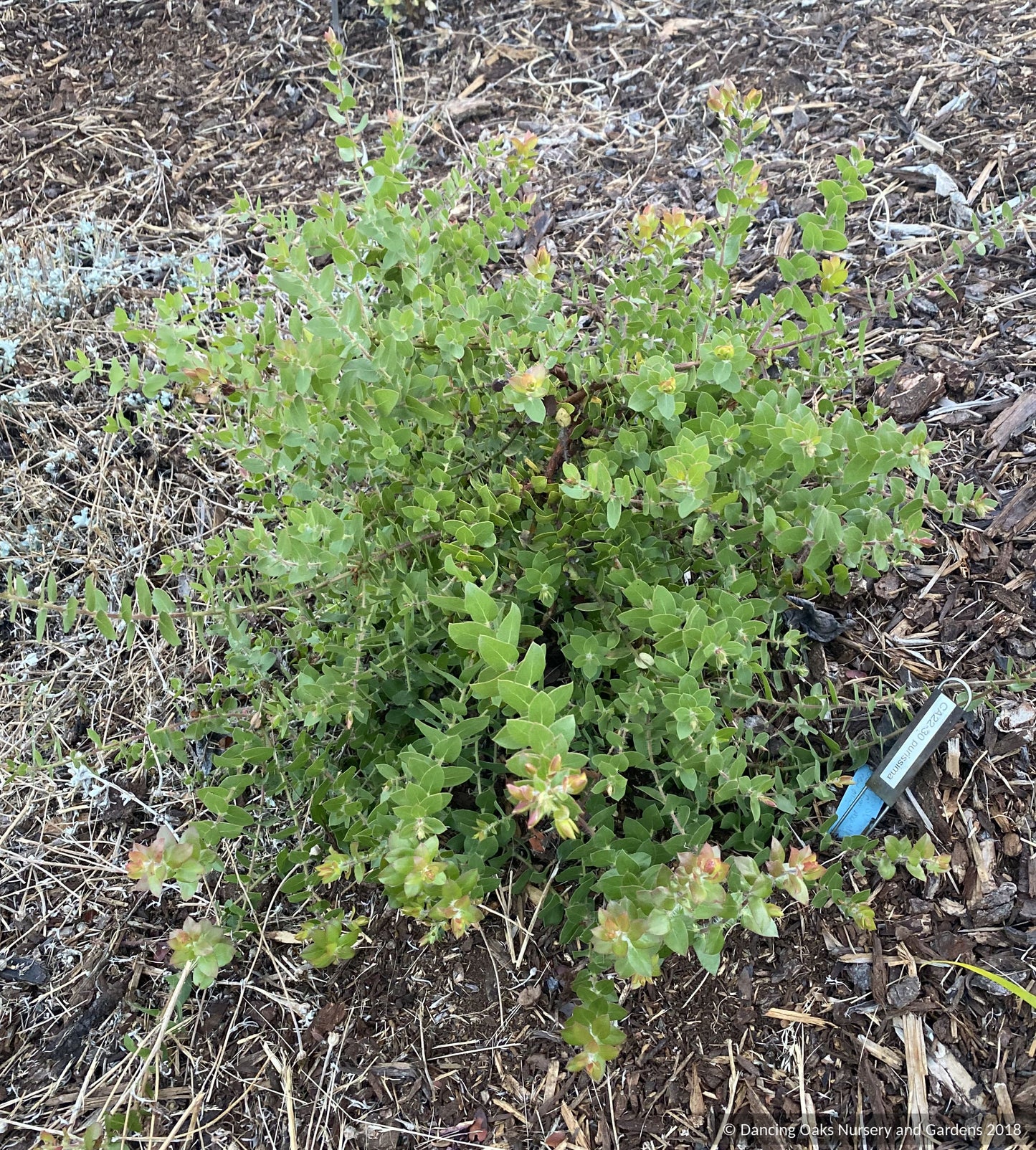 Shrubs ~ Arctostaphylos purissima CA22-30, La Purisima or Lompoc manzanita ~ Dancing Oaks Nursery and Gardens ~ Retail Nursery ~ Mail Order Nursery