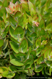 Shrubs ~ Arctostaphylos refugioensis, Manzanita ~ Dancing Oaks Nursery and Gardens ~ Retail Nursery ~ Mail Order Nursery
