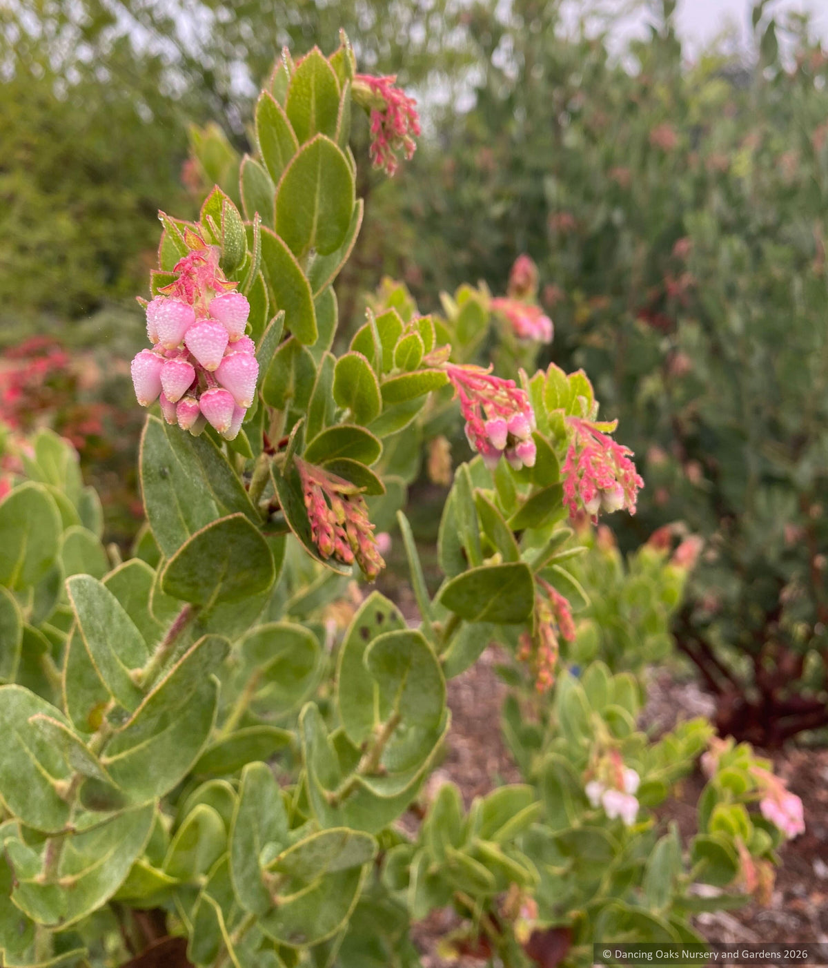 Shrubs ~ Arctostaphylos refugioensis 'Pink Glory', Refugio Manzanita ~ Dancing Oaks Nursery and Gardens ~ Retail Nursery ~ Mail Order Nursery