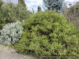 Shrubs ~ Arctostaphylos standfordiana 'Fred Oehler' SBH 7655, Stanford Manzanita ~ Dancing Oaks Nursery and Gardens ~ Retail Nursery ~ Mail Order Nursery