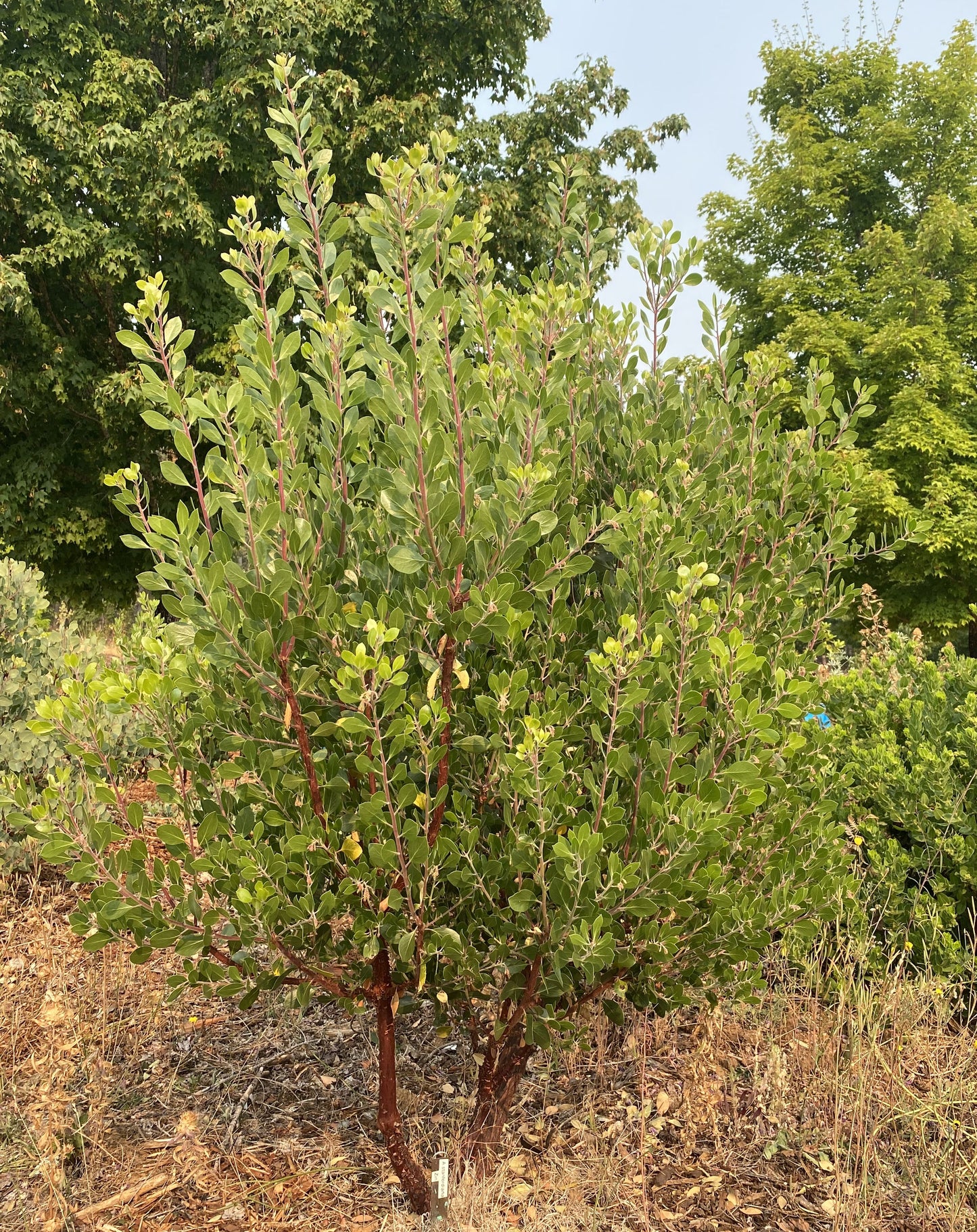 Arctostaphylos stanfordiana ssp. stanfordiana 'Zin', Stanford's or Napa Manzanita