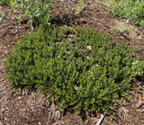 Shrubs ~ Arctostaphylos uva ursi 'Point Reyes', Kinnikinnick or Bearberry ~ Dancing Oaks Nursery and Gardens ~ Retail Nursery ~ Mail Order Nursery