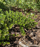 Shrubs ~ Arctostaphylos uva ursi 'Point Reyes', Kinnikinnick or Bearberry ~ Dancing Oaks Nursery and Gardens ~ Retail Nursery ~ Mail Order Nursery