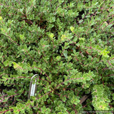 Groundcovers ~ Arctostaphylos uva ursi x nummularia 'Emerald Carpet', Kinnikinnick or Bearberry ~ Dancing Oaks Nursery and Gardens ~ Retail Nursery ~ Mail Order Nursery