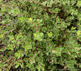 Groundcovers ~ Arctostaphylos uva ursi x nummularia 'Emerald Carpet', Kinnikinnick or Bearberry ~ Dancing Oaks Nursery and Gardens ~ Retail Nursery ~ Mail Order Nursery