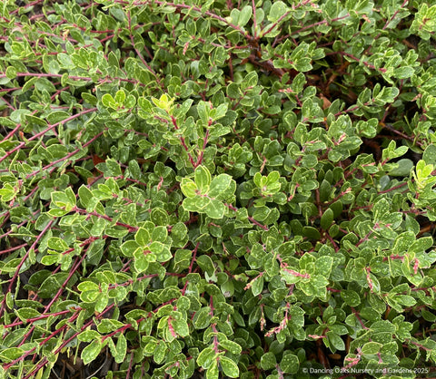 Groundcovers ~ Arctostaphylos uva ursi x nummularia 'Emerald Carpet', Kinnikinnick or Bearberry ~ Dancing Oaks Nursery and Gardens ~ Retail Nursery ~ Mail Order Nursery
