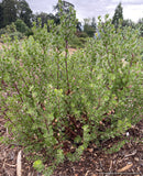 Arctostaphylos x 'Margarita's Joy', Pecho hybrid manzanita