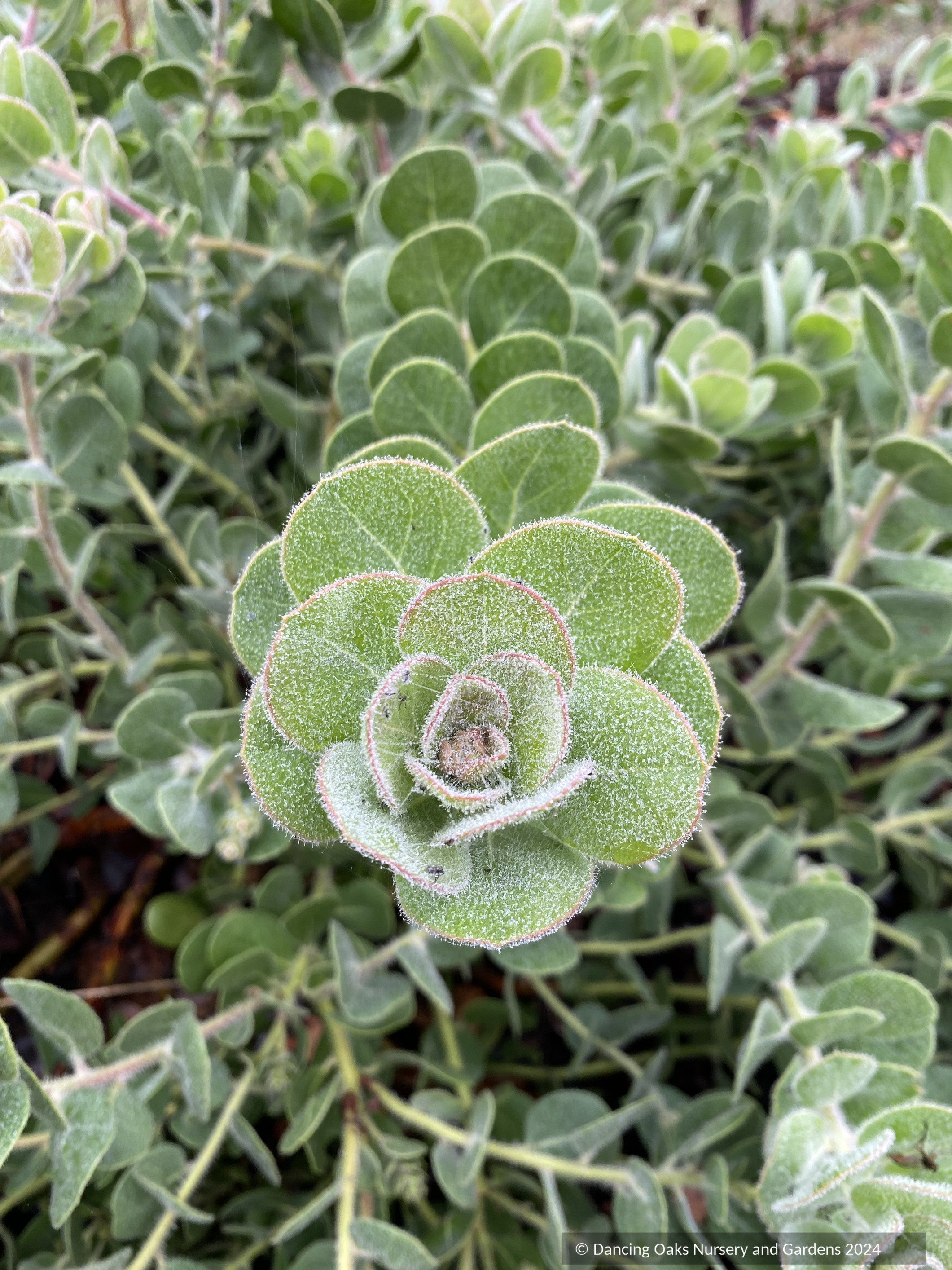 Arctostaphylos x media 'Peter Ehrlich', Manzanita – Dancing Oaks