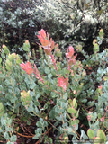 Shrubs ~ Arctostaphylos glauca 'Canyon Blush', Big Berry Manzanita ~ Dancing Oaks Nursery and Gardens ~ Retail Nursery ~ Mail Order Nursery