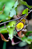 Aristolochia sempervirens, Evergreen Dutchman's Pipe