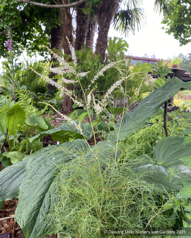 Perennials ~ Aruncus aetusifoius 'Silver Filigree', Dwarf Goatsbeard  ~ Dancing Oaks Nursery and Gardens ~ Retail Nursery ~ Mail Order Nursery