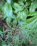 Perennials ~ Aruncus aetusifoius 'Silver Filigree', Dwarf Goatsbeard  ~ Dancing Oaks Nursery and Gardens ~ Retail Nursery ~ Mail Order Nursery