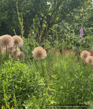 Perennials ~ Asphodeline liburnica, Jacob's Rod ~ Dancing Oaks Nursery and Gardens ~ Retail Nursery ~ Mail Order Nursery