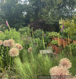 Perennials ~ Asphodeline liburnica, Jacob's Rod ~ Dancing Oaks Nursery and Gardens ~ Retail Nursery ~ Mail Order Nursery