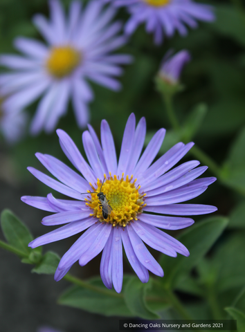Aster seedlings