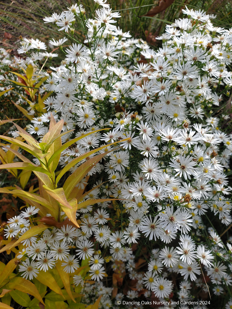 Aster (syn. Symphyotrichum) pilosum var. pringlei 'Monte Cassino', Hea –  Dancing Oaks Nursery and Gardens