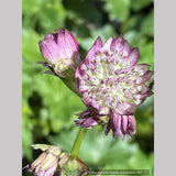 Astrantia major 'Abbey Road', Great Masterwort