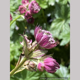 Astrantia major 'Abbey Road', Great Masterwort