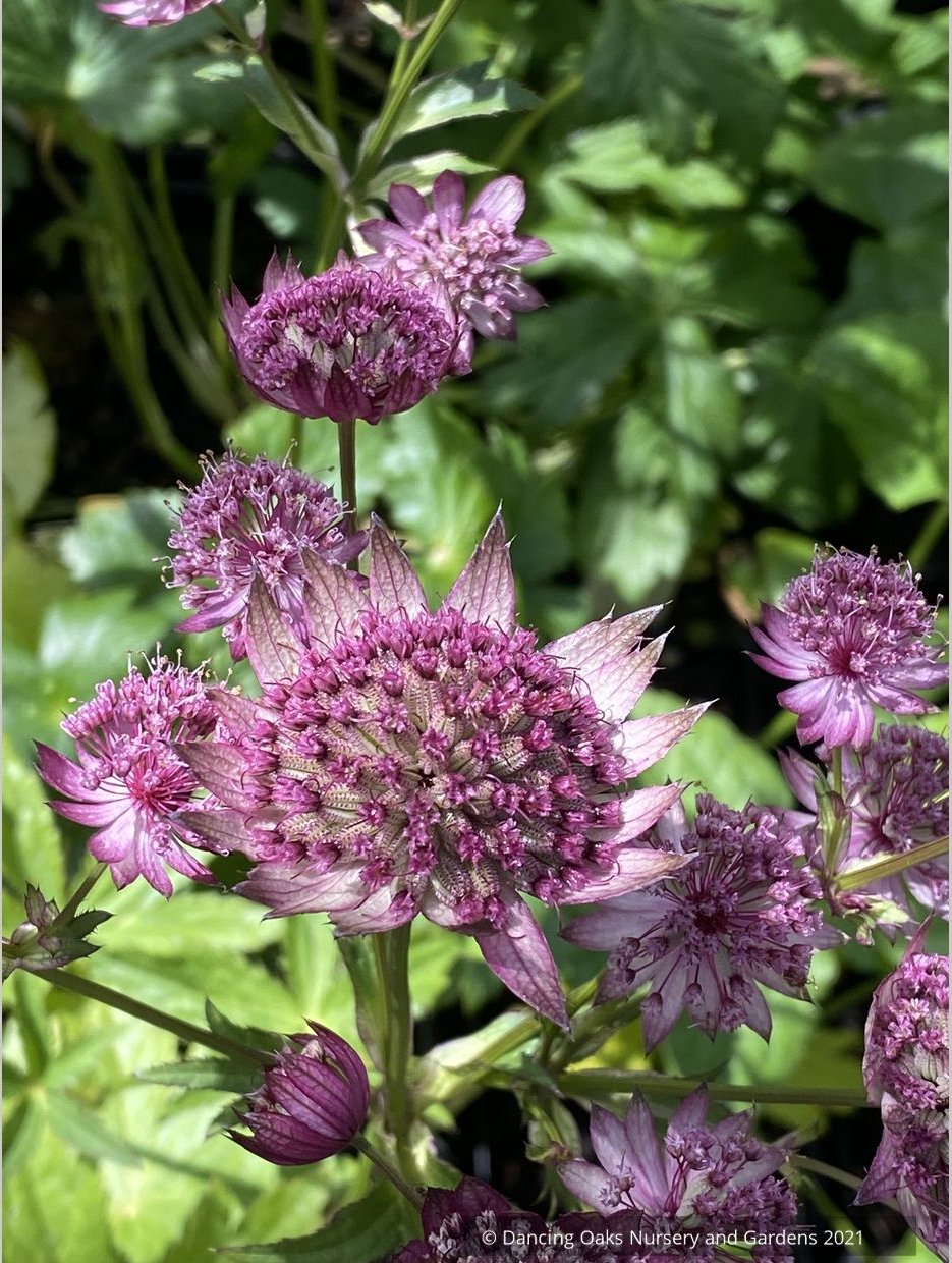 Astrantia major 'Ruby Cloud', Great Masterwort