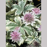 Perennials ~ Astrantia major 'Vanilla Gorilla' PPAF, Masterwort ~ Dancing Oaks Nursery and Gardens ~ Retail Nursery ~ Mail Order Nursery