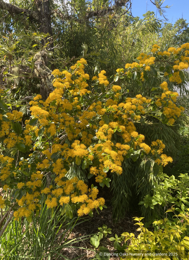 Azara serrata, Saw-toothed Azara or Andean Gold – Dancing Oaks