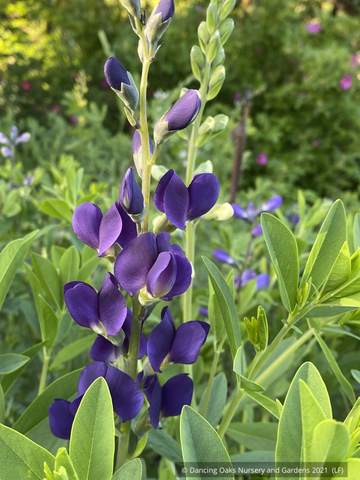 Perennials ~ Baptisia Royal Purple Prairieblues™ (B. 'Royal Purple') PP#25508, False Indigo ~ Dancing Oaks Nursery and Gardens ~ Retail Nursery ~ Mail Order Nursery