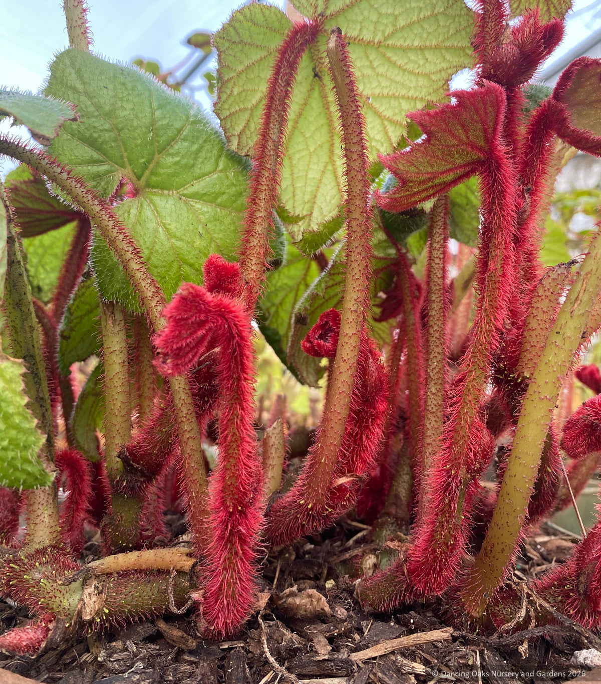 Perennials ~ Begonia baviensis DJHV13034 ~ Dancing Oaks Nursery and Gardens ~ Retail Nursery ~ Mail Order Nursery