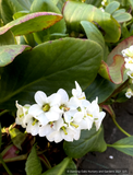 Ground Covers ~ Bergenia 'Bressingham White', Pigsqueak ~ Dancing Oaks Nursery and Gardens ~ Retail Nursery ~ Mail Order Nursery