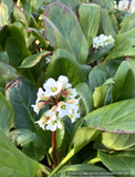 Ground Covers ~ Bergenia 'Bressingham White', Pigsqueak ~ Dancing Oaks Nursery and Gardens ~ Retail Nursery ~ Mail Order Nursery