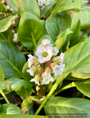 Ground Covers ~ Bergenia 'Bressingham White', Pigsqueak ~ Dancing Oaks Nursery and Gardens ~ Retail Nursery ~ Mail Order Nursery