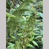 Ferns ~ Blechnum chilense, Chilean Hard Fern - Dancing Oaks Nursery and Gardens ~ Dancing Oaks Nursery and Gardens ~ Retail Nursery ~ Mail Order Nursery
