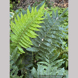 Ferns ~ Blechnum chilense, Chilean Hard Fern - Dancing Oaks Nursery and Gardens ~ Dancing Oaks Nursery and Gardens ~ Retail Nursery ~ Mail Order Nursery