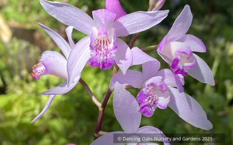 Perennials ~ Bletilla striata 'Sweet Lips', Hardy Ground Orchid ~ Dancing Oaks Nursery and Gardens ~ Retail Nursery ~ Mail Order Nursery