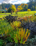 Perennials ~ Amsonia hybrida 'Blue Ice', Blue Star ~ Dancing Oaks Nursery and Gardens ~ Retail Nursery ~ Mail Order Nursery