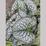 Brunnera 'Sea Heart' PPAF, Siberian Bugloss