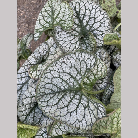 Brunnera 'Sea Heart' PPAF, Siberian Bugloss