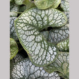 Brunnera 'Sea Heart' PPAF, Siberian Bugloss
