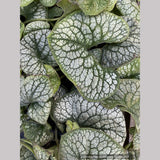 Brunnera 'Sea Heart' PPAF, Siberian Bugloss