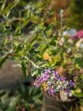 Buddleia x pikei 'Hever Castle', Butterfly Bush