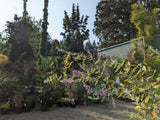 Buddleia x pikei 'Hever Castle', Butterfly Bush