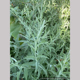 Buddleia alternifolia 'Argentea', Silver Fountain Butterfly Bush